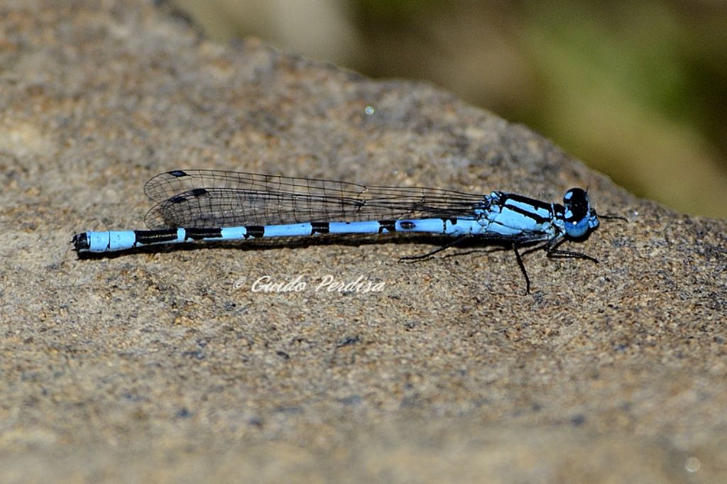 ID Odonata: Enallagma cyathigerum